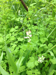 Fumaria capreolata babingtonii