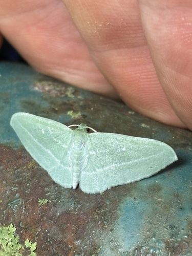 Bad-wing Moth photo 5