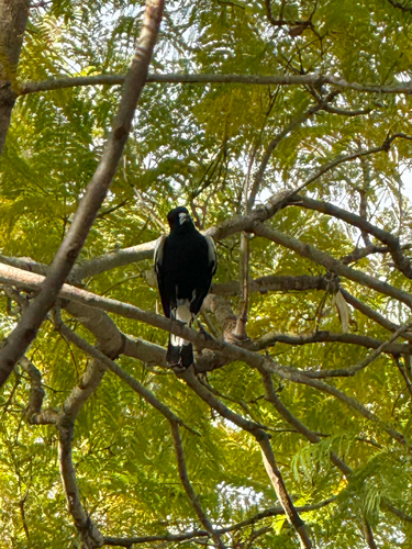Australian Magpie