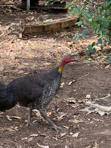 Australian Brushturkey