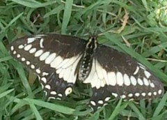 Papilio polyxenes americus