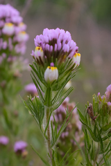 Castilleja exserta