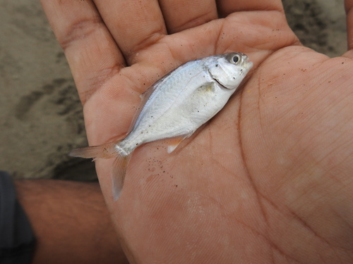 Paloma pompano (Trachinotus paitensis) — Carangidae — 3