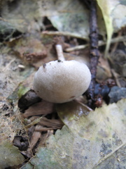 Tympanella galanthina