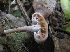 Tympanella galanthina