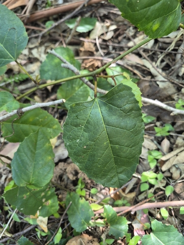 Kangaroo Vine