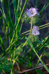 Phacelia cicutaria hispida