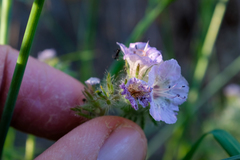 Phacelia cicutaria hispida