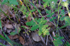 Phacelia cicutaria hispida