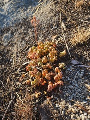 Sedum obtusatum, photograph (c) stinger, some rights reserved (CC BY)