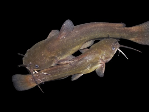 Yellow Bullhead, photo 3 of 9