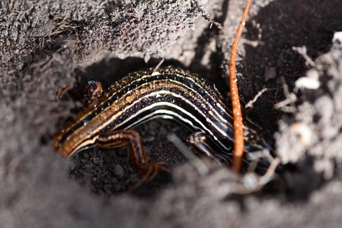 Copper-tailed Ctenotus