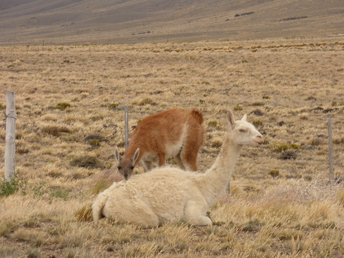 Guanaco, photo 5 of 7