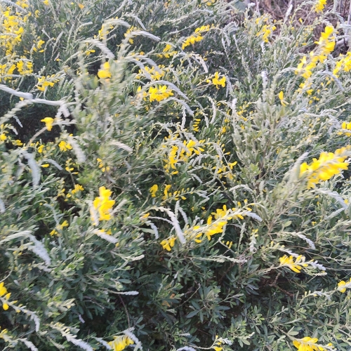 Genista stenopetala, photograph 1