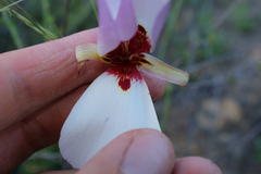 Calochortus simulans