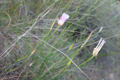 Calochortus simulans