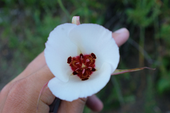 Calochortus simulans