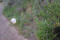 Calochortus simulans