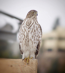 Accipiter cooperii