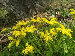 Sedum mexicanum