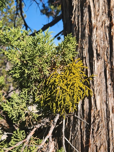 Phoradendron juniperinum, photograph 3