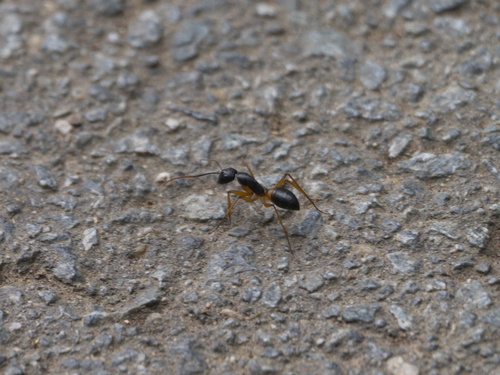Banded Sugar Ant
