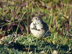 Thinocorus rumicivorus