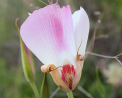 Calochortus simulans