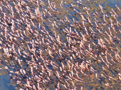 Myriophyllum quitense