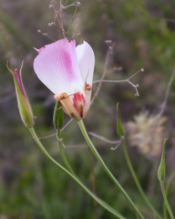 Calochortus simulans