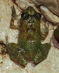 Eleutherodactylus glaphycompus