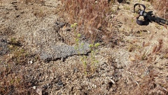 Cryptantha pterocarya pterocarya