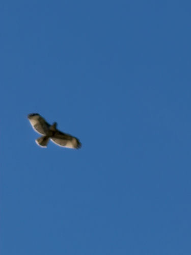 iNaturalist observation photo of Red-tailed Hawk