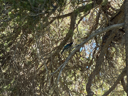 iNaturalist observation photo of Steller's Jay