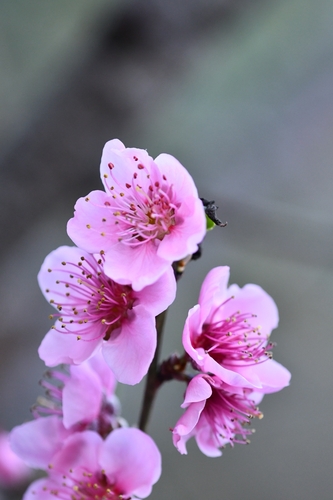 Peach