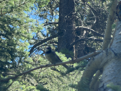 iNaturalist observation photo of Mountain Chickadee