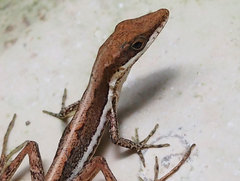 Anolis olssoni