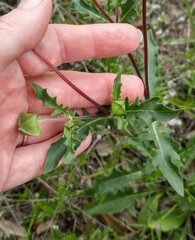 Tetragonotheca texana