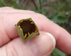 Tetragonotheca texana