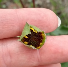 Tetragonotheca texana