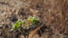 Cryptantha pterocarya pterocarya