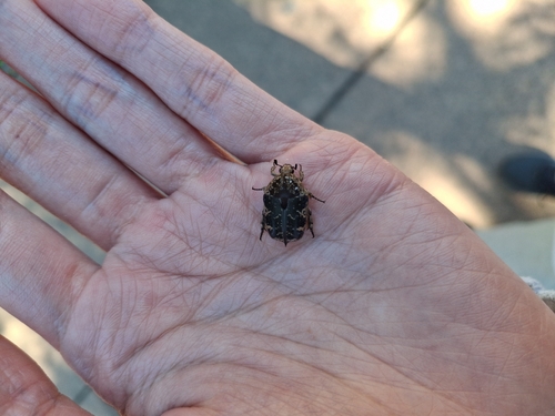 Mango Flower Beetle
