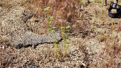 Cryptantha pterocarya pterocarya