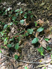 Monstera siltepecana, photograph (c) Roberto Daniel Avila, some rights reserved (CC BY)