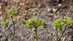 Cryptantha pterocarya pterocarya