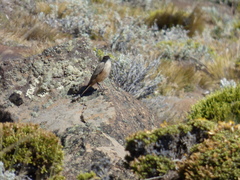 Muscisaxicola capistratus