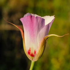 Calochortus simulans