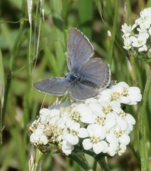 Icaricia icarioides missionensis