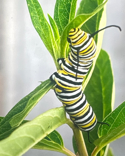 Monarch