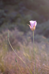 Calochortus simulans